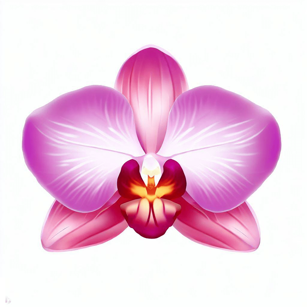 蘭の花のイラストイメージ イラスト