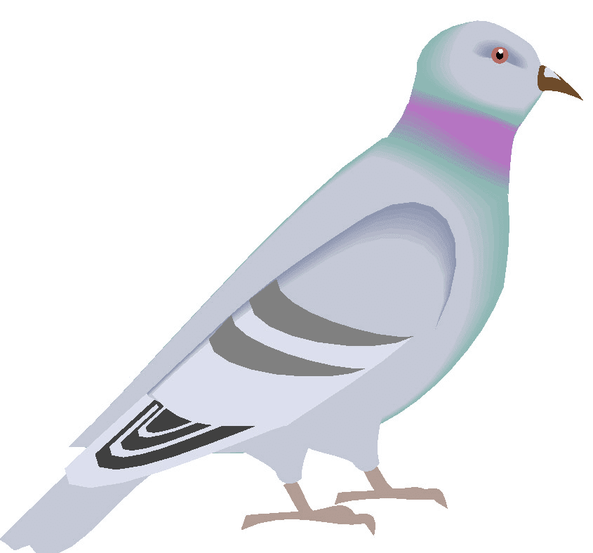 鳩のイラスト画像 2