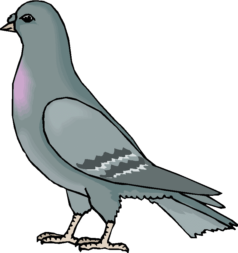 鳩のイラスト PNG イメージ 2 イラスト