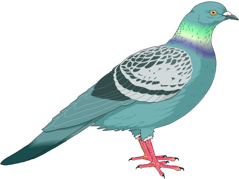 鳩のイラストダウンロード