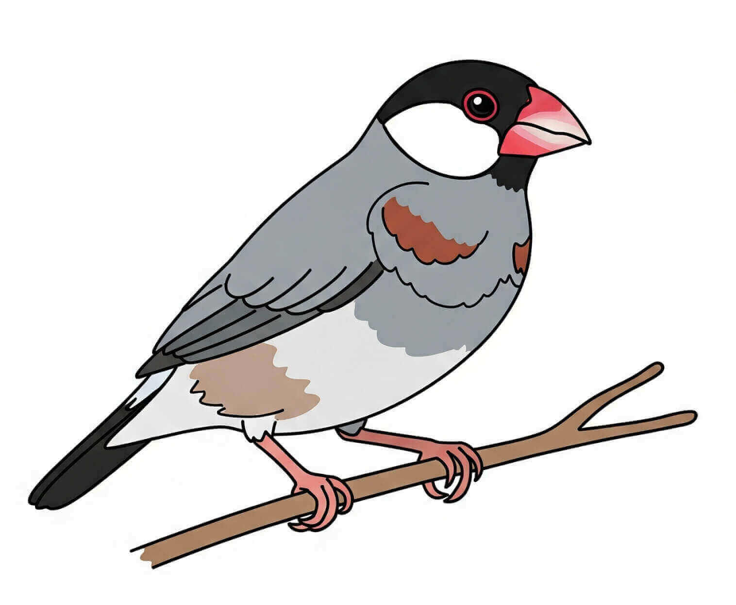 文鳥 – 鳥のイラスト