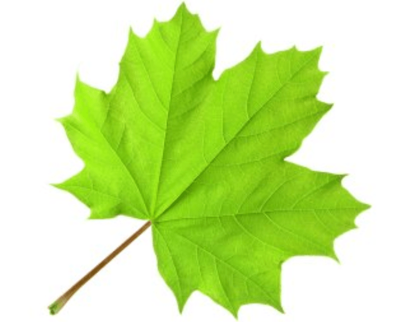 緑のカエデの葉のイラスト