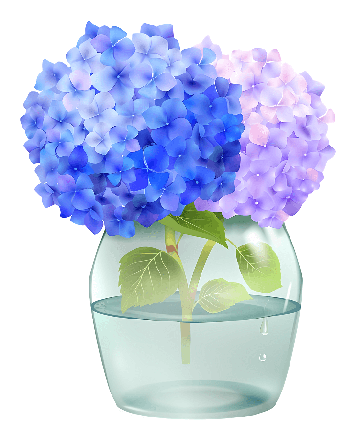 花瓶に入ったアジサイの花のイラスト イラスト