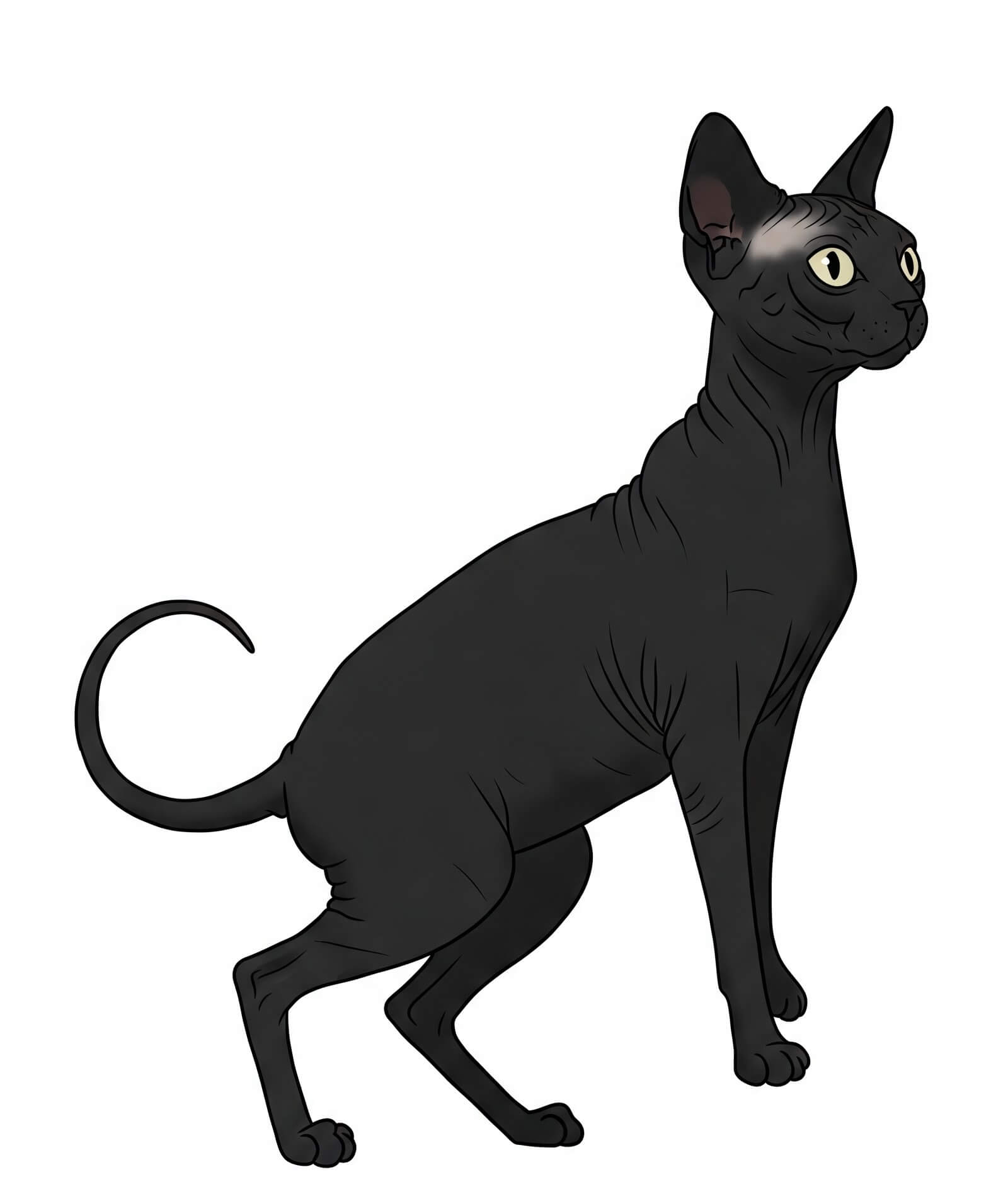 黒のスフィンクス猫イラスト 画像 イラスト