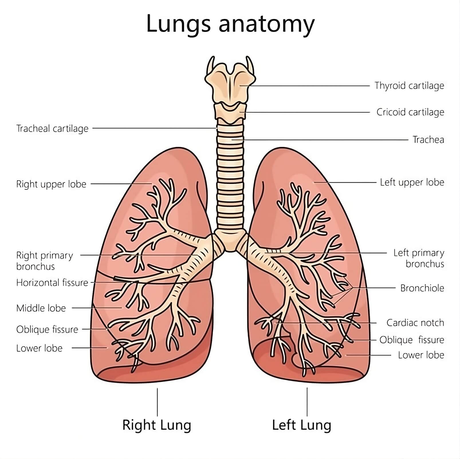 肺の解剖図 イラスト無料 イラスト