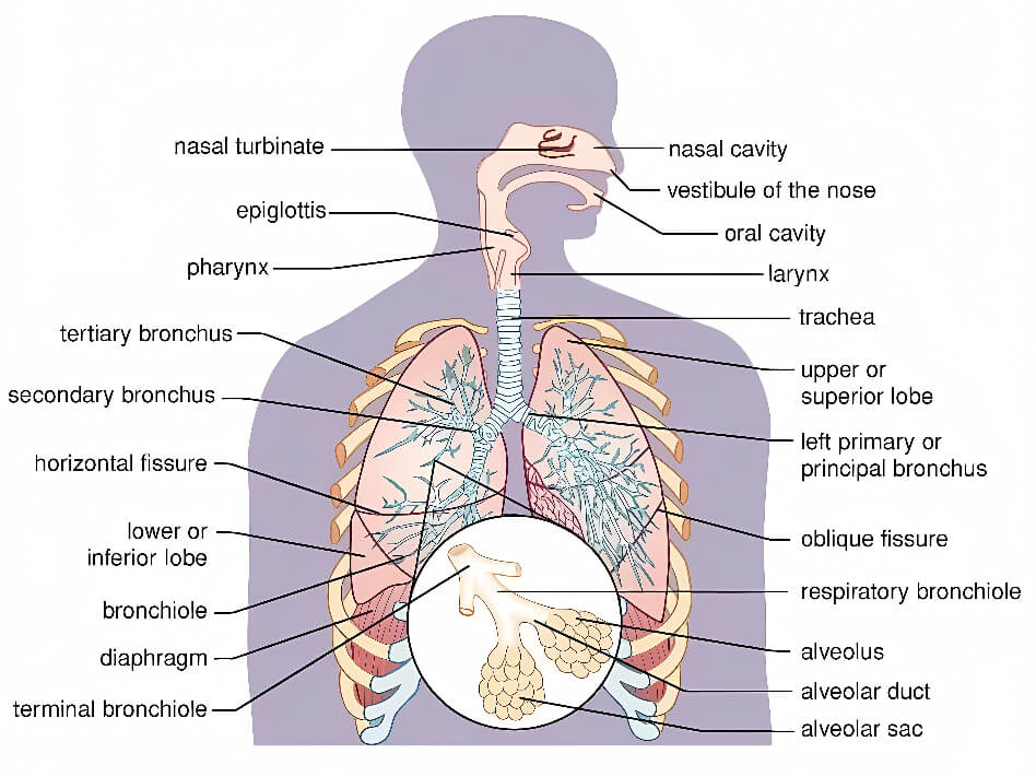 呼吸器解剖図 イラストダウンロード イラスト
